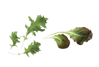 Leaves