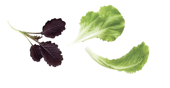 Salad leaves